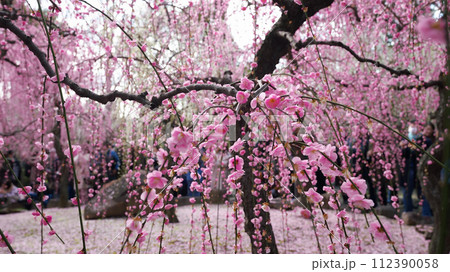 ピンク色の花びらが綺麗な枝垂れ梅 ピンク色の花びらが綺麗な枝垂れ梅 112390058
