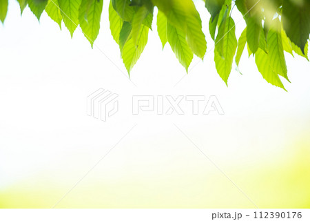 爽やか春の芽吹き 新緑 112390176