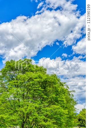 春の宮ヶ瀬湖畔園地 　新緑イメージ 112390199