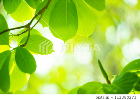 爽やか春の芽吹き 新緑 爽やか春の芽吹き 新緑 112390273