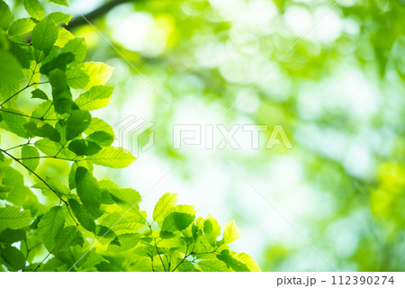 爽やか春の芽吹き 新緑 112390274