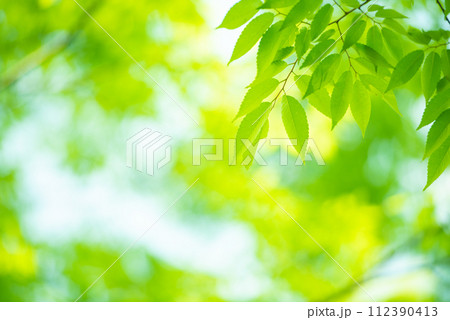 爽やか春の芽吹き 新緑 爽やか春の芽吹き 新緑 112390413