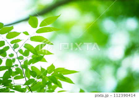 爽やか春の芽吹き 新緑 爽やか春の芽吹き 新緑 112390414