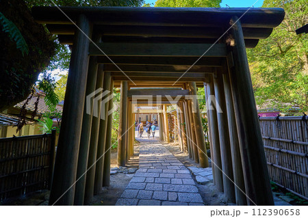 秋の神奈川県鎌倉市の銭洗弁財天(宇賀福神社)のトンネル後の鳥居から境内を見る 112390658