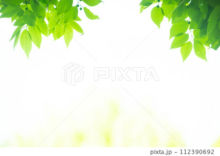 爽やか春の芽吹き 新緑 爽やか春の芽吹き 新緑 112390692