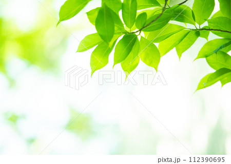 爽やか春の芽吹き 新緑 爽やか春の芽吹き 新緑 112390695
