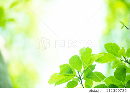 爽やか春の芽吹き 新緑 爽やか春の芽吹き 新緑 112390726