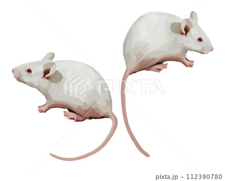 白鼠（2匹） 112390780