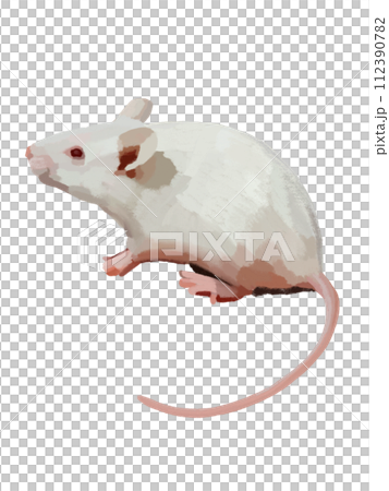 White rat ① 112390782