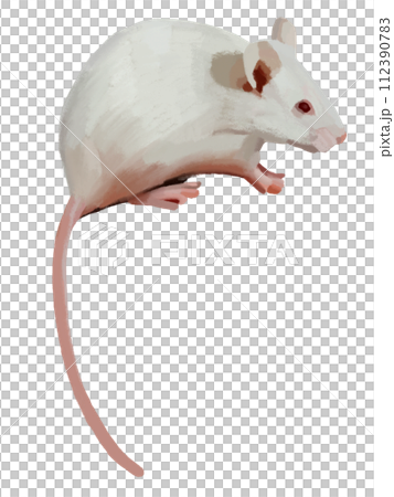 白鼠②のイラスト素材 [112390783] - PIXTA