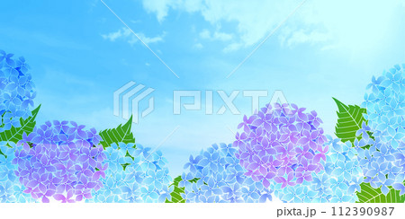 アジサイ　梅雨　花　背景	 112390987