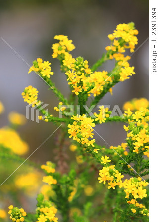 黄色いゴールデンクラッカーの花 黄色いゴールデンクラッカーの花 112391394