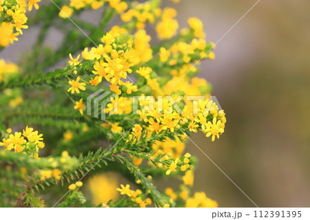 黄色いゴールデンクラッカーの花 黄色いゴールデンクラッカーの花 112391395