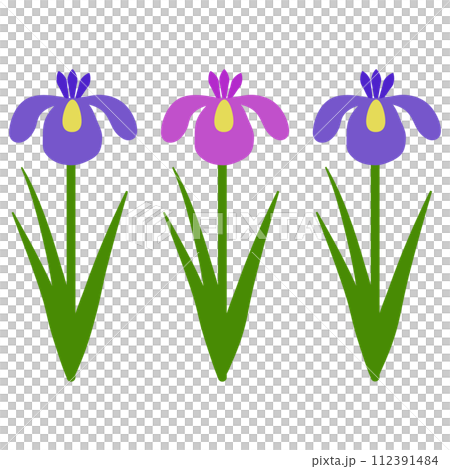 Iris flower illustration Iris flower illustration 112391484