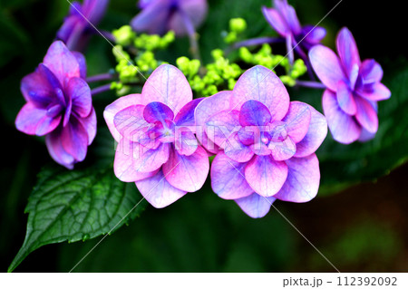 雨に濡れた紫の紫陽花 雨に濡れた紫の紫陽花 112392092