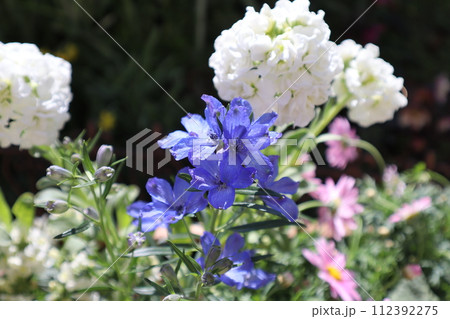 青い花と白い花の寄せ植え 112392275