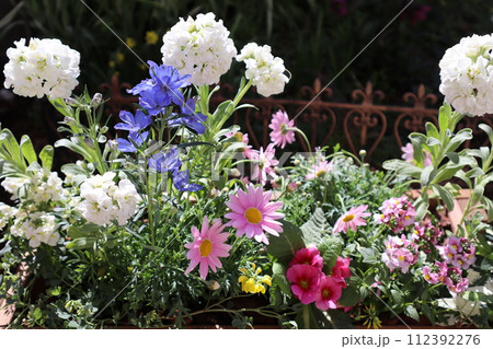 カラフルな春の花寄せ植え カラフルな春の花寄せ植え 112392276