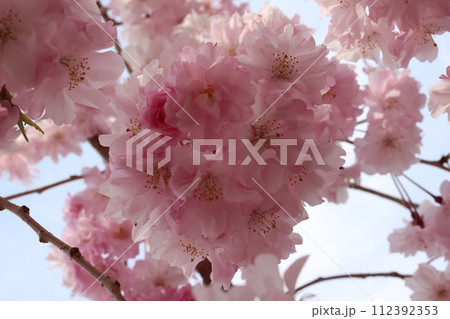 見頃を迎えた満開の紅しだれ桜 Shidare sakura full bloom 見頃を迎えた満開の紅しだれ桜 Shidare sakura full bloom 112392353