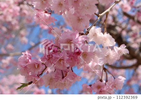 見頃を迎えた満開の紅しだれ桜 Shidare sakura full bloom 見頃を迎えた満開の紅しだれ桜 Shidare sakura full bloom 112392369