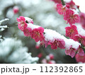 春を待ちわびる梅に雪 112392865