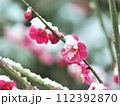 春を待ちわびる梅に雪 112392870