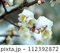 春を待ちわびる梅に名残雪 112392872