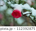 寒さに耐えて咲く山茶花 112392875