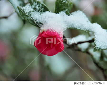 寒さに耐えて咲く山茶花 112392875