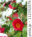 寒さに耐えて咲く山茶花 112392876