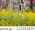 春爛漫　華やかに咲き誇る 112392879