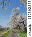 満開の桜の下の散歩道 112392883