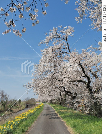 満開の桜の下の散歩道 満開の桜の下の散歩道 112392883