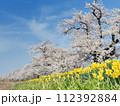 満開の桜の中の散歩道 112392884