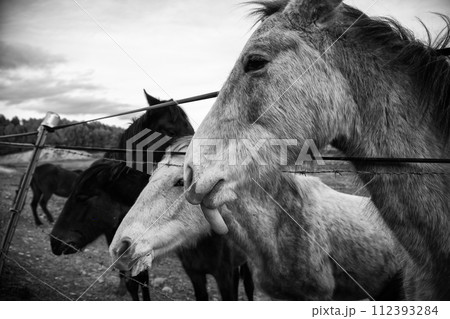 Detail of horses on a farm eating, animal care and protection Detail of horses on a farm eating, animal care and protection 112393284