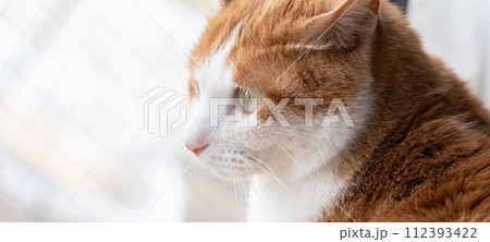 見つめる猫　茶トラ白 112393422