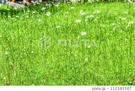 春の宮ヶ瀬湖畔園地 　新緑イメージ　マーガレット 112393587