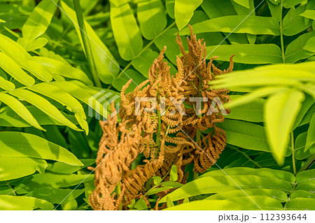 春の日差しと成長したゼンマイ 112393644