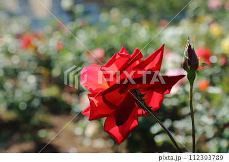荒尾市　おもやい市民花壇　バラの花、 112393789