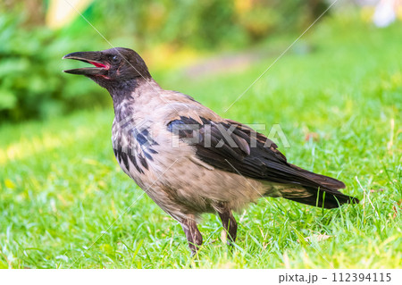 Hooded crow, corvus cornix, standing on the lawn in the spring or summer Hooded crow, corvus cornix, standing on the lawn in the spring or summer 112394115