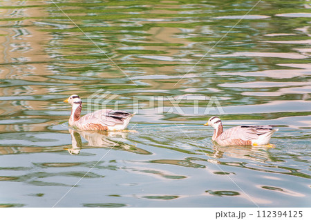 Two Bar headed gooses swimming in a lake. 112394125