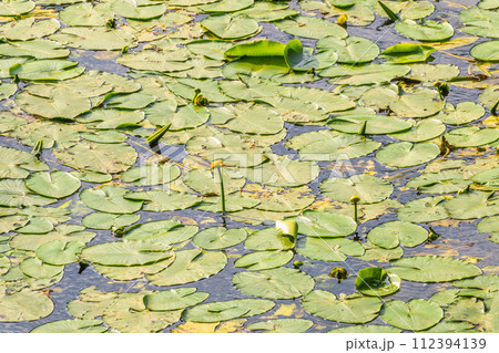 Yellow water lily flower, Nuphar lutea, blooming yellow among the green leaves on the water of the lake 112394139