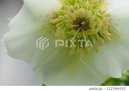 白いクリスマスろおーずの花のアップ 112394241