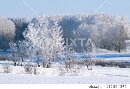 trees covered with thick frost on a frosty winter day trees covered with thick frost on a frosty winter day 112394372