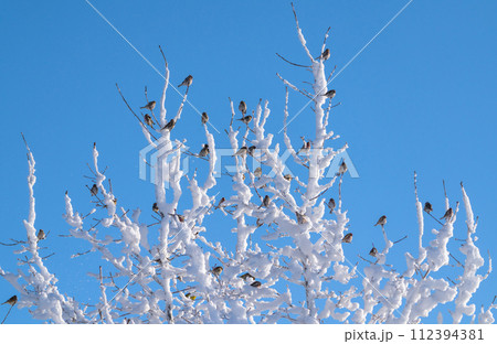 A flock of birds landed on the branches of a tree covered with thick snow against the blue sky A flock of birds landed on the branches of a tree covered with thick snow against the blue sky 112394381