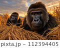 AI-generated content. Beautiful scene of gorilla family in their natural african savannah habitat at sunset AI-generated content. Beautiful scene of gorilla family in their natural african savannah habitat at sunset 112394405