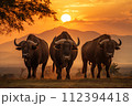 AI-generated content. Wild buffaloes grazing in the glowing african savannah during the stunning sunset AI-generated content. Wild buffaloes grazing in the glowing african savannah during the stunning sunset 112394418