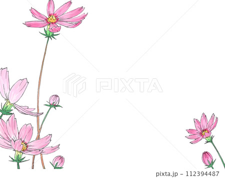 コスモスの花手書き水彩イラスト コスモスの花手書き水彩イラスト 112394487
