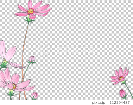 コスモスの花手書き水彩イラスト コスモスの花手書き水彩イラスト 112394487