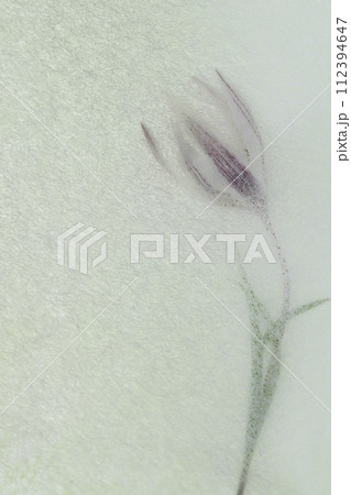 和紙と山野草・アマナのコラボ(背景素材) 和紙と山野草・アマナのコラボ(背景素材) 112394647