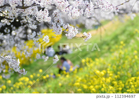 満開の桜の下でお花見する家族 112394697